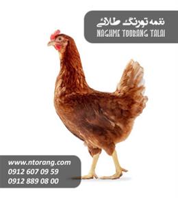 جوجه مرغ ٣٠ روزه محلی